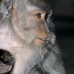 monkey_macaque_balinese_mf_ubud_v_0469_bal0471.jpg
